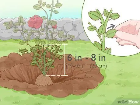 Revive Roses Шаг 13 Revive Roses Шаг 13