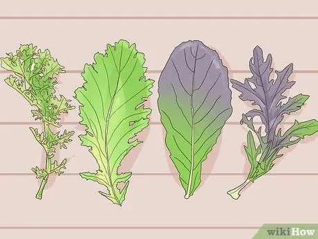 Выращивание зелени горчицы Шаг 1