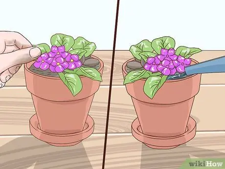 Выращивание африканских фиалок Шаг 10