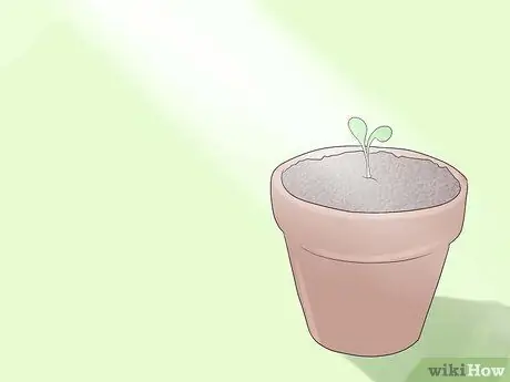 Выращивание шалфея, шаг 5 Выращивание шалфея, шаг 5