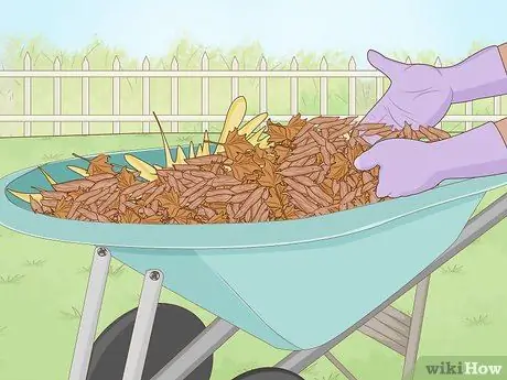 Посадить чеснок осенью Шаг 10