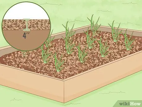 Посадить чеснок осенью Шаг 11