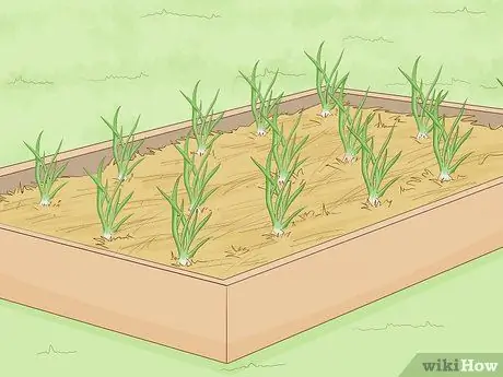 Посадить чеснок осенью Шаг 12