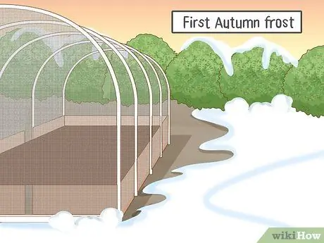 Посадить чеснок осенью Шаг 6