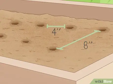 Посадить чеснок осенью Шаг 7