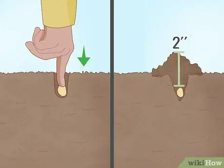 Посадить чеснок осенью Шаг 8