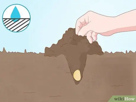 Посадить чеснок осенью Шаг 9