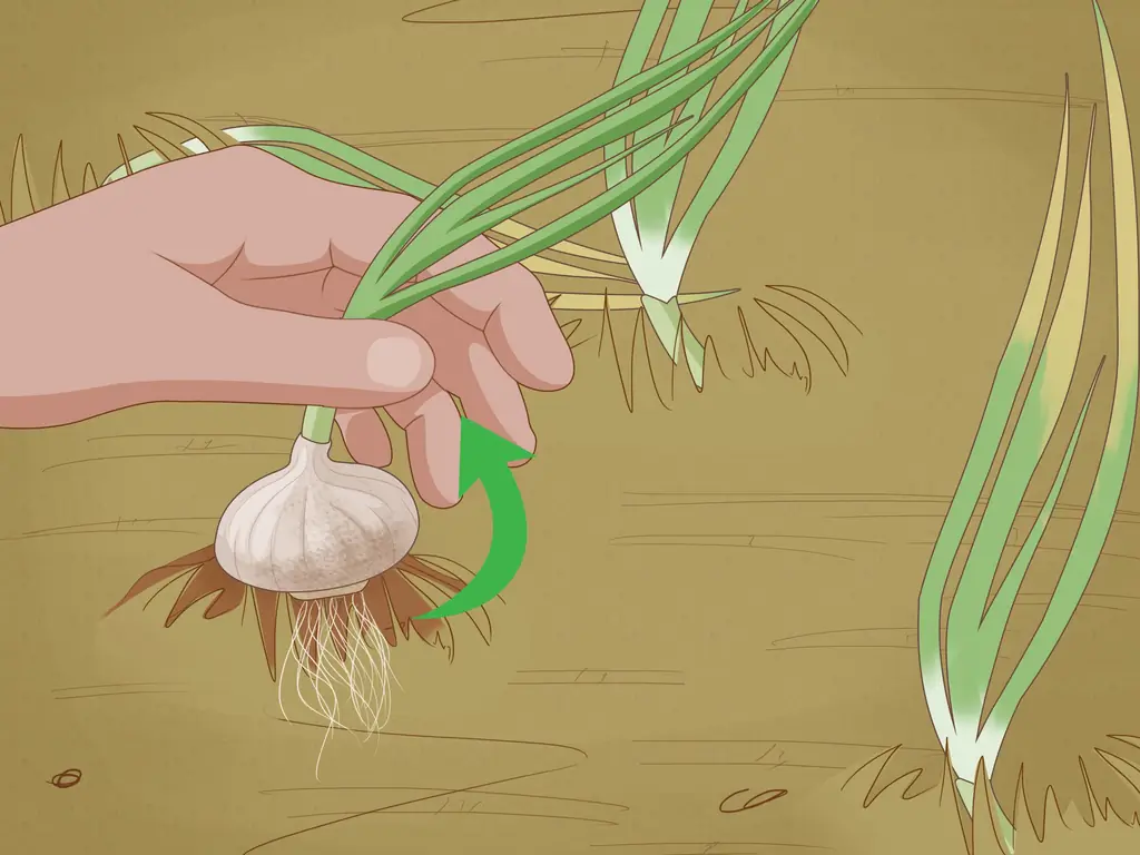 Как сажать чеснок осенью: 13 шагов (с иллюстрациями)