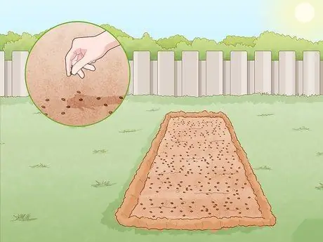 Выращивание чиа, шаг 5 Выращивание чиа, шаг 5