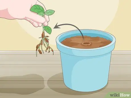 Посадить базилик в горшке Шаг 12