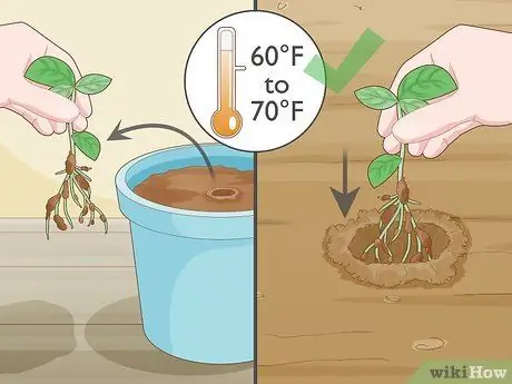 Посадить базилик в горшке Шаг 14