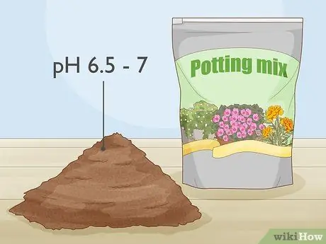 Посадить базилик в горшке Шаг 3