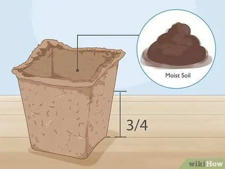 Посадить базилик в горшке Шаг 4