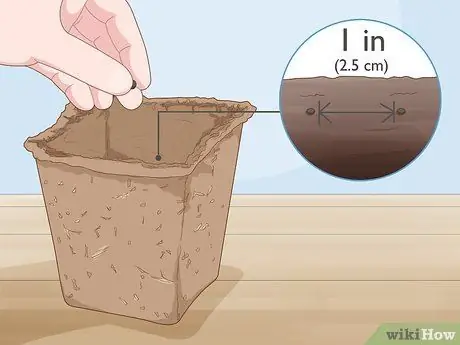 Посадить базилик в горшке Шаг 5