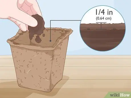 Посадить базилик в горшке Шаг 6