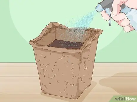 Посадить базилик в горшке Шаг 7