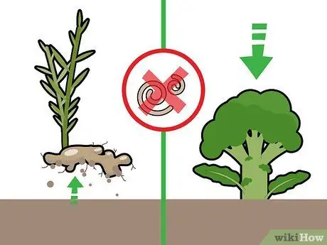 Сбор урожая имбиря Шаг 3