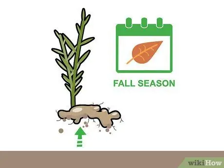 Сбор урожая имбиря Шаг 4