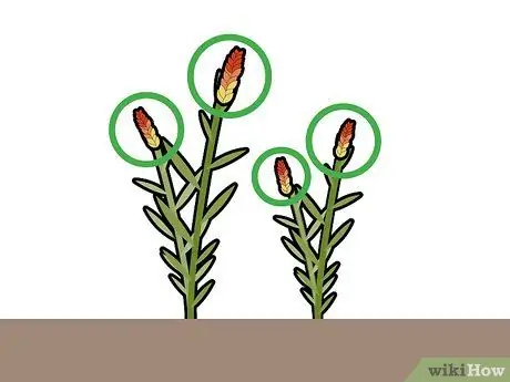 Сбор урожая имбиря Шаг 5