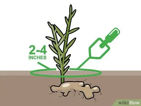 Сбор урожая имбиря Шаг 6