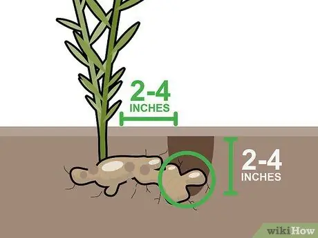 Сбор урожая имбиря Шаг 8