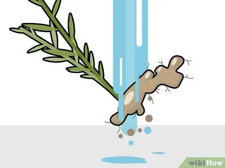 Сбор урожая имбиря Шаг 9