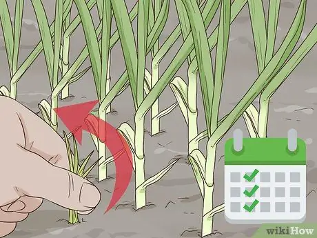 Выращивайте чеснок во Флориде Шаг 10