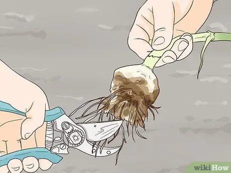 Выращивайте чеснок во Флориде Шаг 12