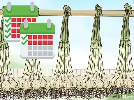 Выращивайте чеснок во Флориде Шаг 13