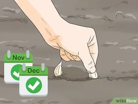 Выращивайте чеснок во Флориде, шаг 2