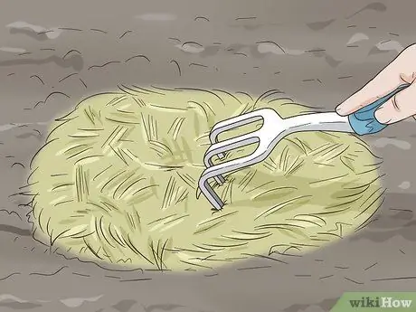 Выращивайте чеснок во Флориде Шаг 6