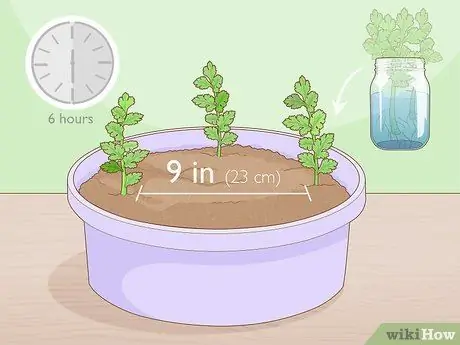 Выращиваем петрушку из черенков Шаг 10