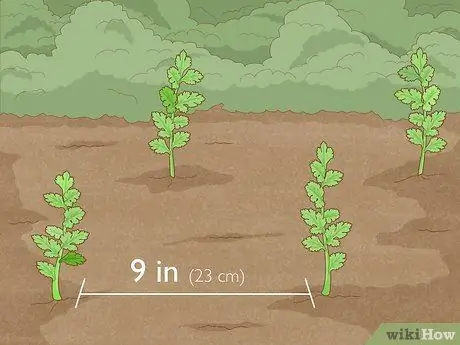 Выращиваем петрушку из черенков Шаг 11