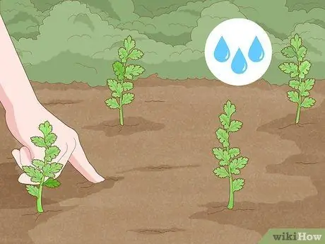 Выращиваем петрушку из черенков Шаг 12