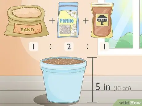 Выращиваем петрушку из черенков Шаг 6