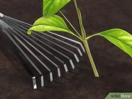 Удобрение лантаны, шаг 5