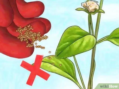 Удобрение лантаны, шаг 6