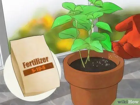 Удобрение лантаны, шаг 8