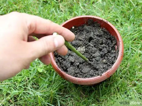 Выращивание кошачьей мяты из черенков Шаг 10