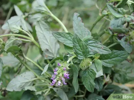 Выращивание кошачьей мяты из черенков Шаг 11