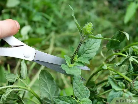 Выращивание кошачьей мяты из черенков Шаг 12