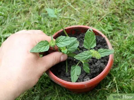 Выращивание кошачьей мяты из черенков Шаг 13