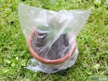 Выращивание кошачьей мяты из черенков Шаг 14