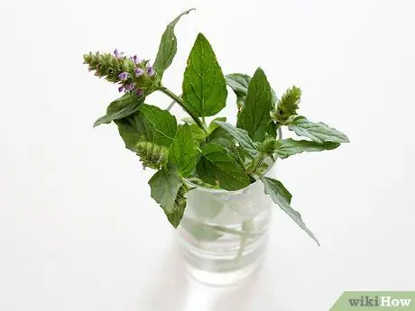 Выращивание кошачьей мяты из черенков Шаг 3