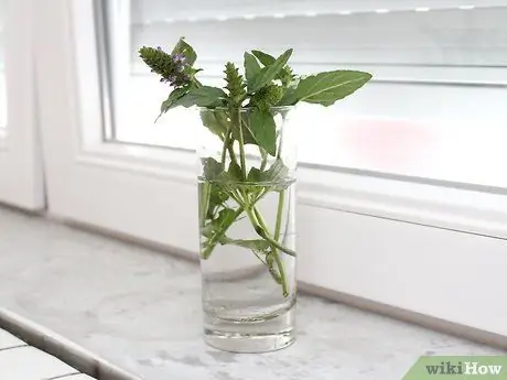 Выращивание кошачьей мяты из черенков Шаг 4