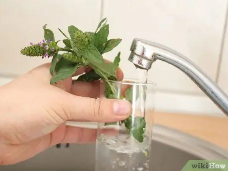 Выращивание кошачьей мяты из черенков Шаг 5