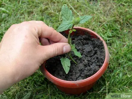 Выращивание кошачьей мяты из черенков Шаг 6