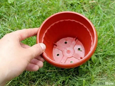 Выращивание кошачьей мяты из черенков Шаг 8