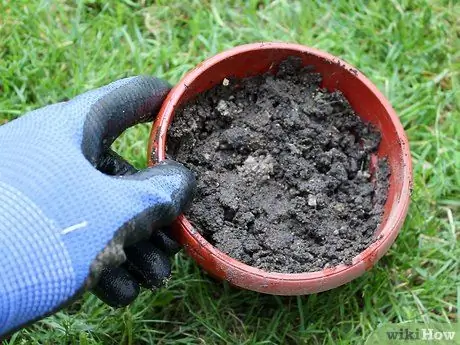 Выращивание кошачьей мяты из черенков Шаг 9