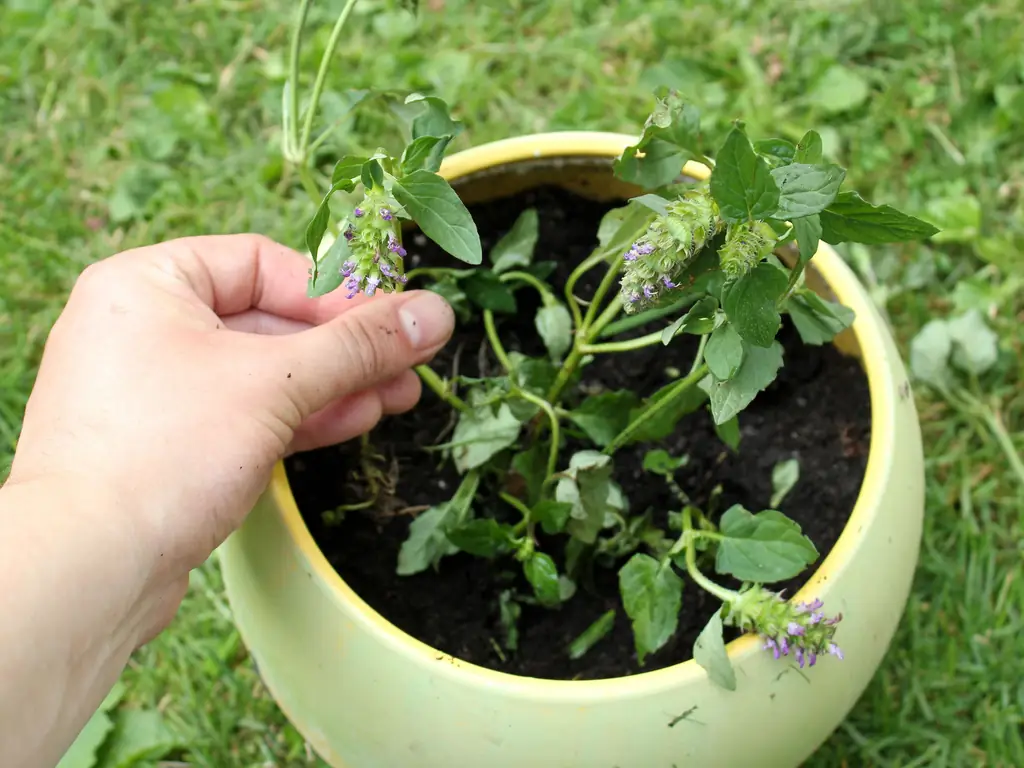 Как вырастить кошачью мяту из черенков: 15 шагов (с иллюстрациями)